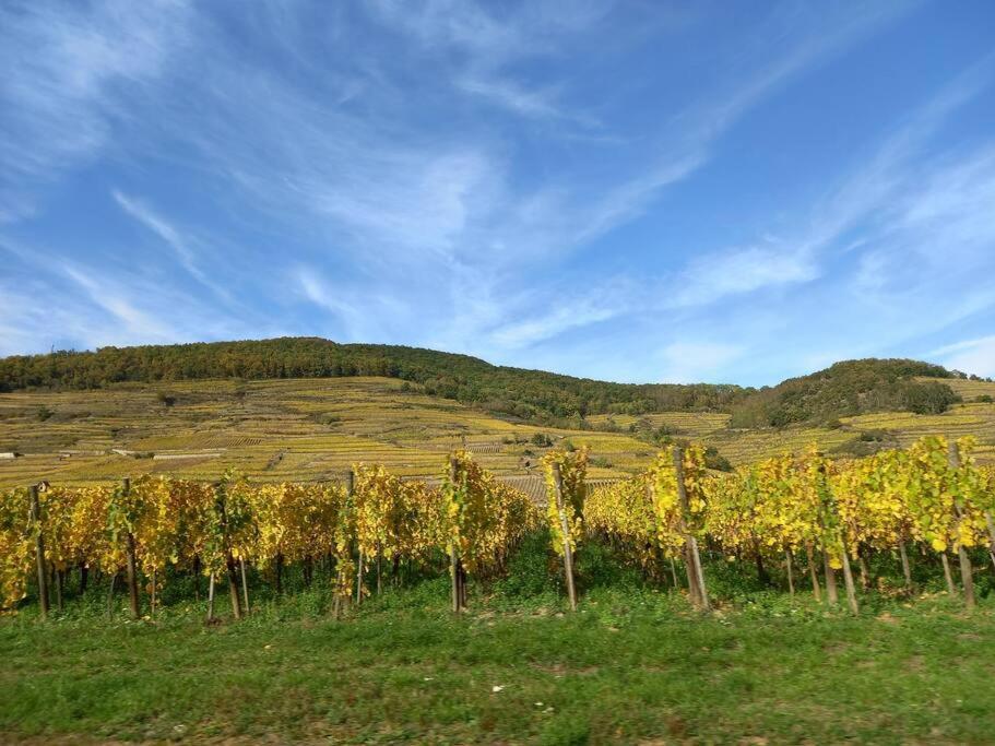 S'Gleina Gleck, In The Heart Of A Wine City, Charmant Studio 1 Piece Et 1 Salle De Bain Kaysersberg-Vignoble Luaran gambar